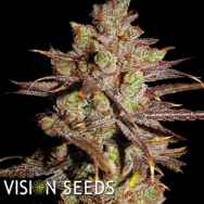 Vision Seeds Choco Bud aka ChocoLoco